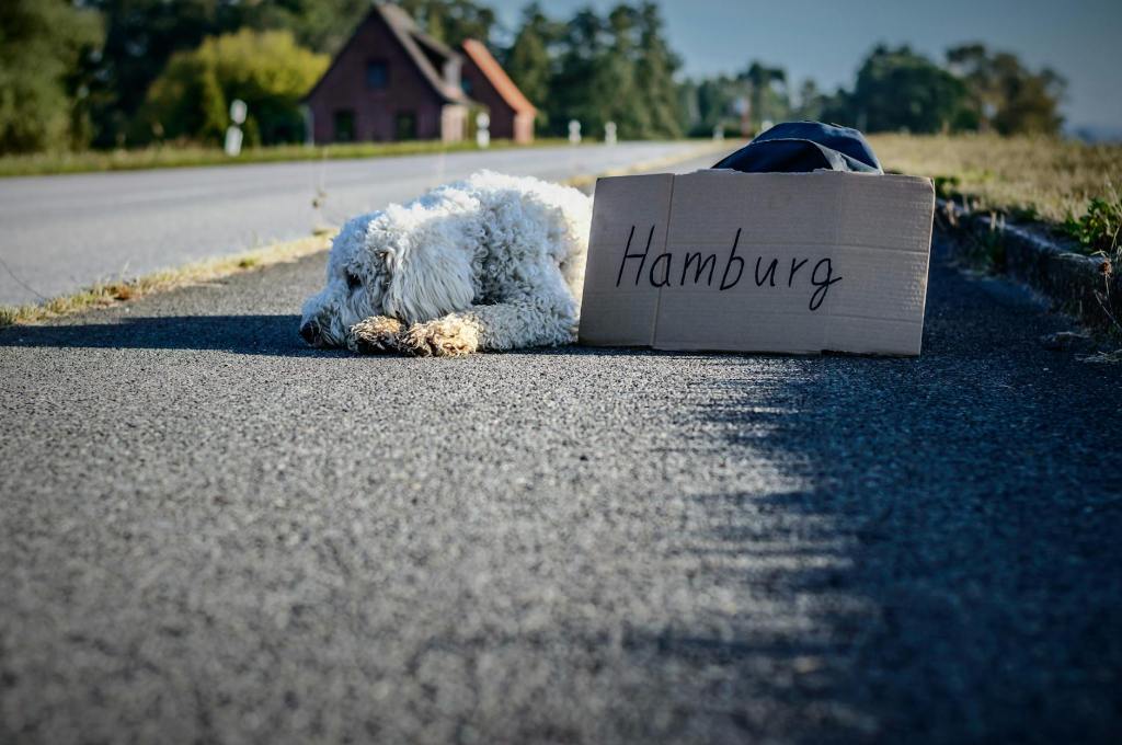 Dog standing on the highway as a representation of hitchhiking.